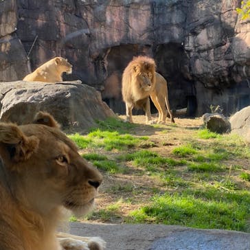 天王寺動物園に投稿された画像（2020/11/14）