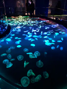 すみだ水族館に投稿された画像（2020/11/14）