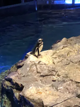 すみだ水族館に投稿された画像（2020/11/14）