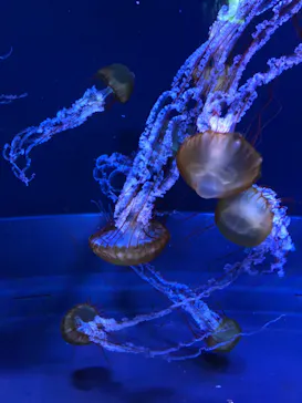 すみだ水族館に投稿された画像（2020/11/14）