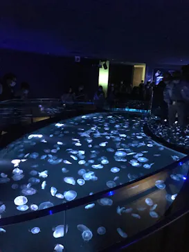 すみだ水族館に投稿された画像（2020/11/14）