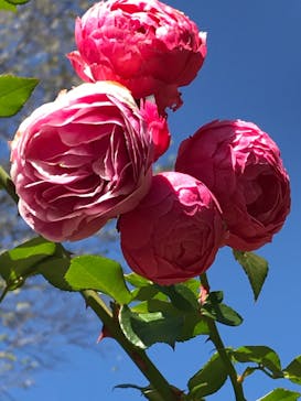 神戸布引ハーブ園／ロープウェイに投稿された画像（2020/11/14）