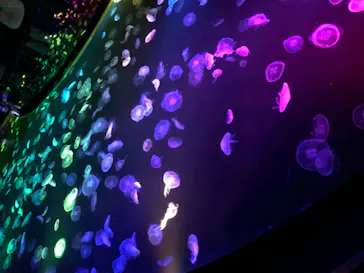 すみだ水族館に投稿された画像（2020/11/14）