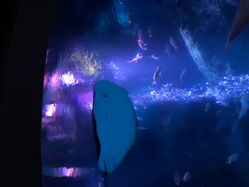 すみだ水族館に投稿された画像（2020/11/14）