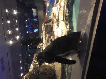すみだ水族館に投稿された画像（2020/11/14）