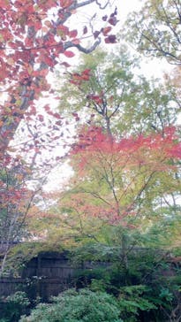 モダン湯治 おんりーゆーに投稿された画像（2020/11/14）