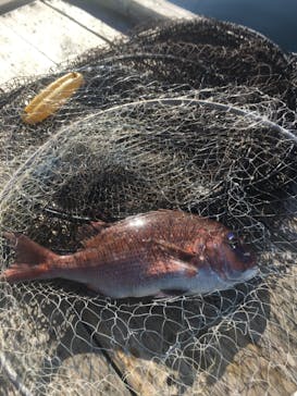 錦フィッシングパークに投稿された画像（2020/11/14）