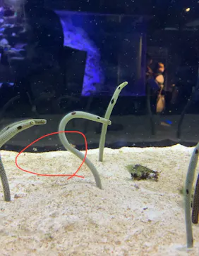 すみだ水族館に投稿された画像（2020/11/14）