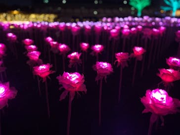 東京メガイルミに投稿された画像（2020/11/14）