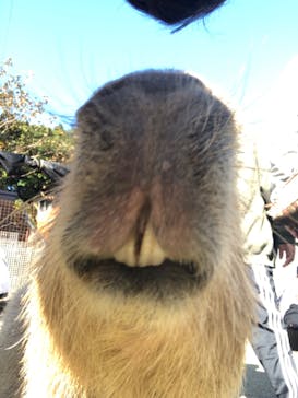 伊豆シャボテン動物公園に投稿された画像（2020/11/14）