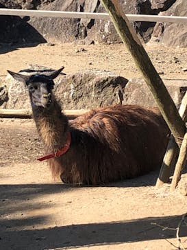 伊豆シャボテン動物公園に投稿された画像（2020/11/14）
