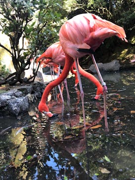 伊豆シャボテン動物公園に投稿された画像（2020/11/14）