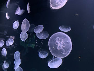 サンシャイン水族館に投稿された画像（2020/11/14）