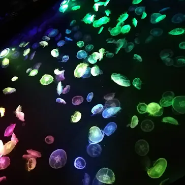 すみだ水族館に投稿された画像（2020/11/14）