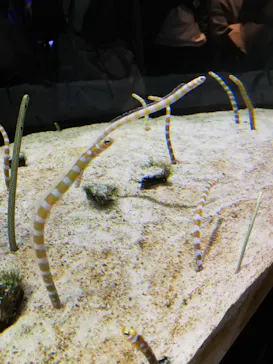 すみだ水族館に投稿された画像（2020/11/14）