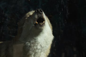 天王寺動物園に投稿された画像（2020/11/14）