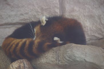 天王寺動物園に投稿された画像（2020/11/14）