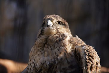 天王寺動物園に投稿された画像（2020/11/14）