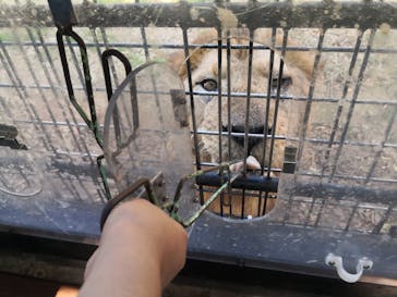 秋吉台自然動物公園 サファリランドに投稿された画像（2020/11/14）