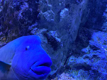 すみだ水族館に投稿された画像（2020/11/14）