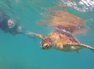 アマミエンシスに投稿された画像（2020/11/14）