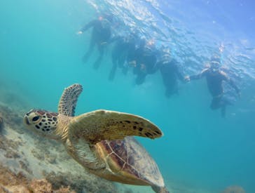 アマミエンシスに投稿された画像（2020/11/14）