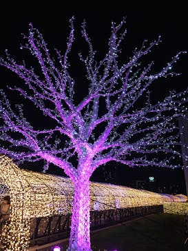 東京メガイルミに投稿された画像（2020/11/14）