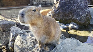 伊豆シャボテン動物公園に投稿された画像（2020/11/14）