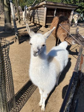 伊豆シャボテン動物公園に投稿された画像（2020/11/14）