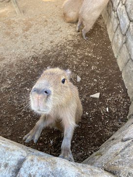 伊豆シャボテン動物公園に投稿された画像（2020/11/14）