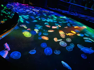 すみだ水族館に投稿された画像（2020/11/14）