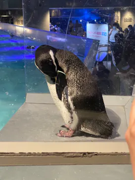 すみだ水族館に投稿された画像（2020/11/14）