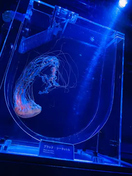 すみだ水族館に投稿された画像（2020/11/14）