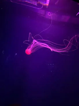 すみだ水族館に投稿された画像（2020/11/14）