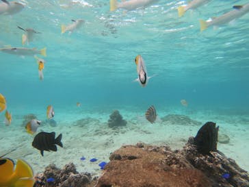 武藤潜水に投稿された画像（2020/11/15）