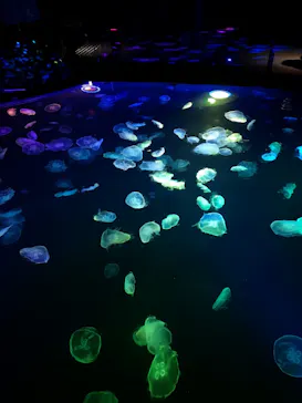 すみだ水族館に投稿された画像（2020/11/15）