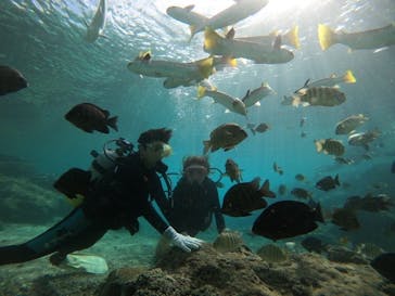 武藤潜水に投稿された画像（2020/11/15）