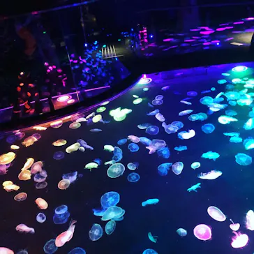 すみだ水族館に投稿された画像（2020/11/15）