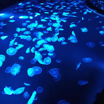 すみだ水族館に投稿された画像（2020/11/15）