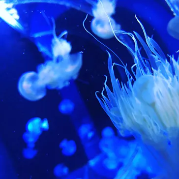 すみだ水族館に投稿された画像（2020/11/15）