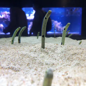 すみだ水族館に投稿された画像（2020/11/15）