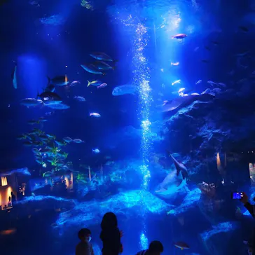 すみだ水族館に投稿された画像（2020/11/15）