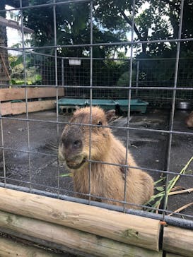 ネオパークオキナワに投稿された画像（2020/11/15）