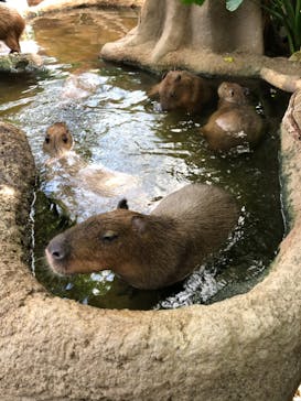 神戸どうぶつ王国に投稿された画像（2020/11/15）