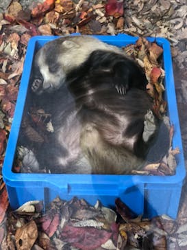 天王寺動物園に投稿された画像（2020/11/15）