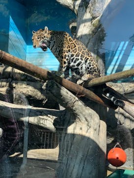 天王寺動物園に投稿された画像（2020/11/15）