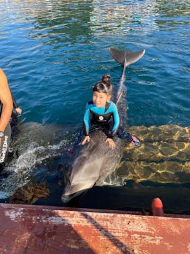 うみたま体験パーク 「つくみイルカ島」に投稿された画像（2020/11/15）