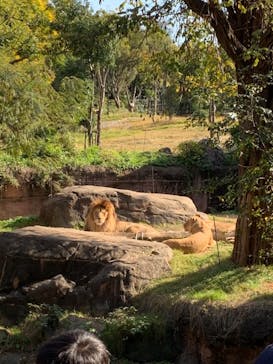 天王寺動物園に投稿された画像（2020/11/15）
