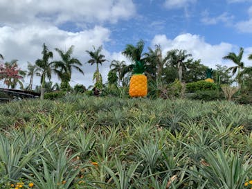 ナゴパイナップルパークに投稿された画像（2020/11/15）