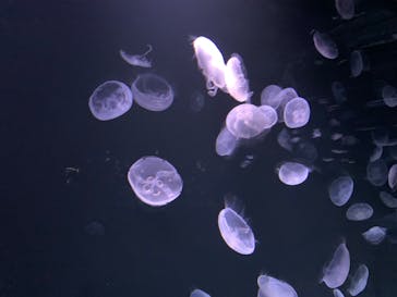 サンシャイン水族館に投稿された画像（2020/11/15）